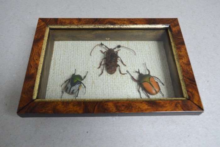"Ranzania bertolonii ", " Aristobia horridula" si "Eudicella smithii" coleoptere in caseton taxidermie
