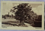 Carte postala, Baia Mare, inceput de secol XX