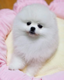 Pomeranian mini