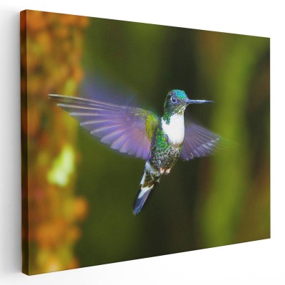 Tablou pasare colibri in zbor, mov, verde 1590 Tablou canvas pe panza CU RAMA 70x100 cm foto