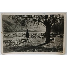 CIOBAN CU OILE PE MALUL OLTULUI , CARTE POSTALA ILUSTRATA , PERIOADA INTERBELICA