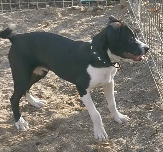 Amstaff &ndash; American Bully din părinți de excepție cu pedigree