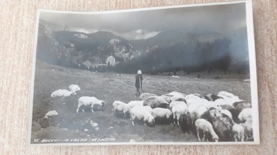 Bucegi - In valea Ialomitei. foto