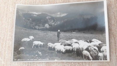 Bucegi - In valea Ialomitei. foto