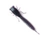 Năluca soft Fanatik X-Larva 4 inch culoare 007