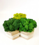 Aranjament de lemn cu licheni stabilizati in 3 nuante de verde