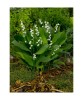 Radacini Convallaria Majalis, Lacramioare, I, Oem
