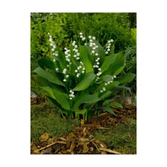 Radacini Convallaria Majalis, Lacramioare, I