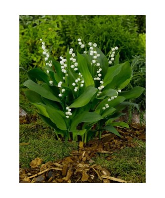 Radacini Convallaria Majalis, Lacramioare, I foto