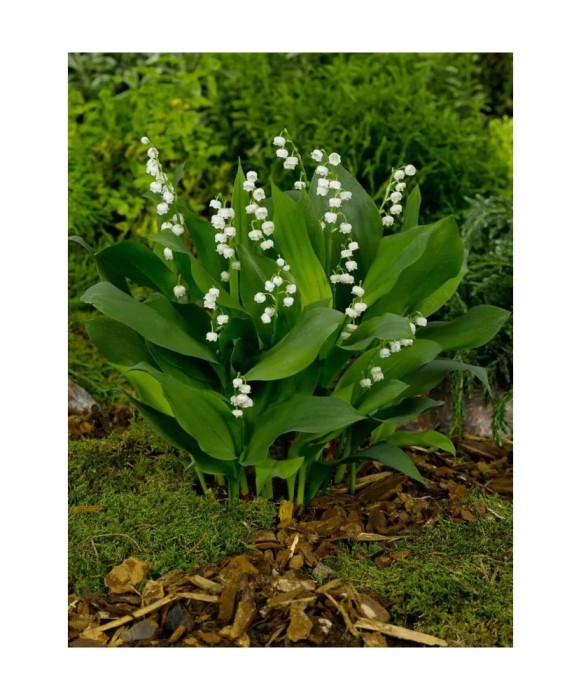 Radacini Convallaria Majalis, Lacramioare, I
