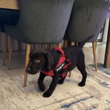 Pui Labrador Retriever &ndash; mascul, 3 luni, ciocolatiu