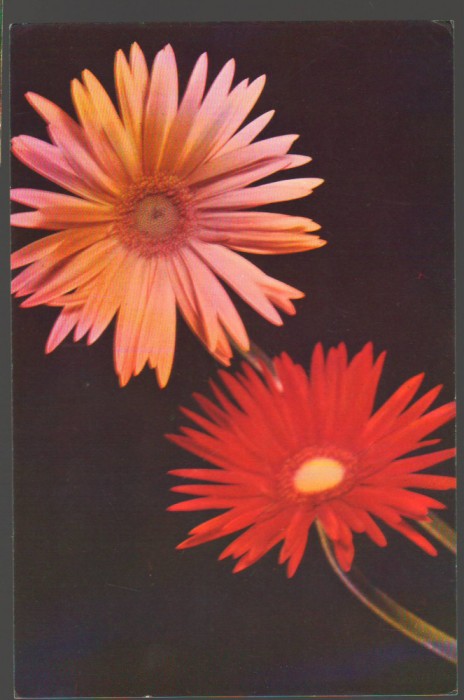 CPIB 20191 CARTE POSTALA - FELICITARE - MARGARETE