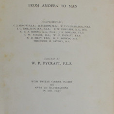 THE STANDARD NATURAL HISTORY FROM AMOEBA TO MAN , edited by W.P. PYCRAFT , 1931 , PREZINTA PETE SI URME DE UZURA