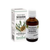 Extract din mladite de Sequoia, 50 ml, Plant Extrakt
