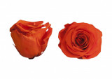 Trandafiri Criogenati Roseamour, Marime XL, Portocaliu