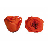 Trandafiri Criogenati Roseamour, Marime XL, Portocaliu