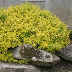 Salba galbena (Euonymus fortunei Emerald Gold) foto