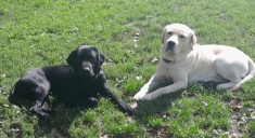 Pui labrador foto