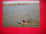 HOPCT 25145 CAINE DE VANATOARE BRAC GERMAN - CAINI - ROMANIA - NECIRCULATA