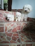 Bichon maltez