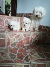 Bichon maltez