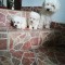 Bichon maltez