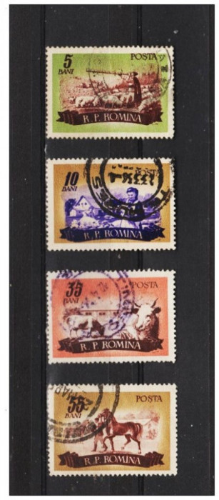 ROMANIA 1955 AGRICULTURA , ZOOTEHNIE ,BOVINE , LP 400 SERIE STAMPILATA