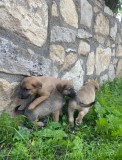 Ciobanesc Belgian Malinois