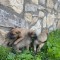 Ciobanesc Belgian Malinois