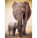 Cumpara ieftin Puzzle Eurographics - The Elephant and baby elephant, 1000 piese
