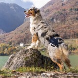 Balto - Dispozitiv de stablizare și ridicare in cazul displazie de