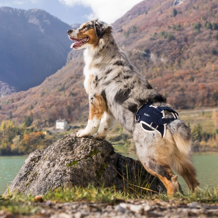 Balto - Dispozitiv de stablizare și ridicare in cazul displazie de