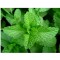 Seminte Menta (Menta piperita), Green Paradise