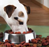 Castron Metalic pentru Animale de Companie Oem - 29cm, Anti-alunecare, Bol Detasabil