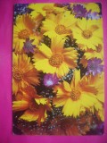 HOPCT 11458 -CP FELICITARE FLORI-ROMANIA -NECIRCULATA