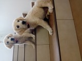 Catelusi Golden Retriever