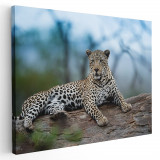 Tablou leopard odihnindu-se Tablou canvas pe panza CU RAMA 80x120 cm