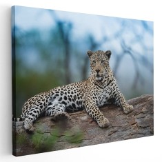 Tablou leopard odihnindu-se Tablou canvas pe panza CU RAMA 20x30 cm