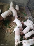 Purcei landras X duroc