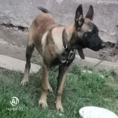 Ciobanesc belgian malinois