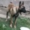 Ciobanesc belgian malinois