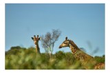 Tablou Canvas, "Giraffe printre verdeață africană", Giraffe, Savannah, Sky, Greenery, Wildlife, Horizon, 39 x 26 cm, CMCLASS