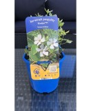 Vinca minor Evelyn PBR C2