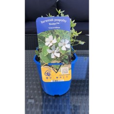 Vinca minor Evelyn PBR C2