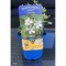 Vinca minor Evelyn PBR C2