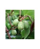 Kiwi Siberian Actinidia Arguta Issai, Mini Kiwi Autofertil, Ghiveci P9 (9cm), Planta Cataratoare, Fructe Comestibile, Rezistent la Ger