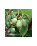 Planta Kiwi Siberian, Actinidia arguta Issai P9, ghiveci 9cm, Oem
