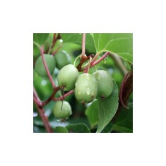 Planta Kiwi Siberian, Actinidia arguta Issai P9, ghiveci 9cm