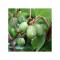 Planta Kiwi Siberian, Actinidia arguta Issai P9, ghiveci 9cm