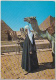 Bnk cp Egipt -Beduin cu camila la piramide - necirculata, Printata